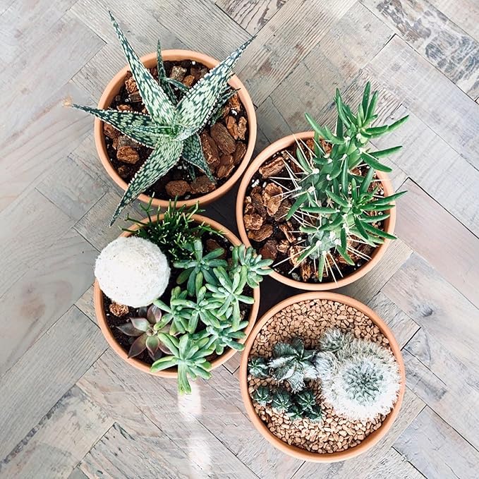 HERDUK Shallow Terracotta Pots 5 inch, Pack of 6 Clay Pots for Plants with Drainage Holes and Saucers, Mini Nursery Plant Pots for Seed, Succulents, Cactus, Indoor,Outdoor