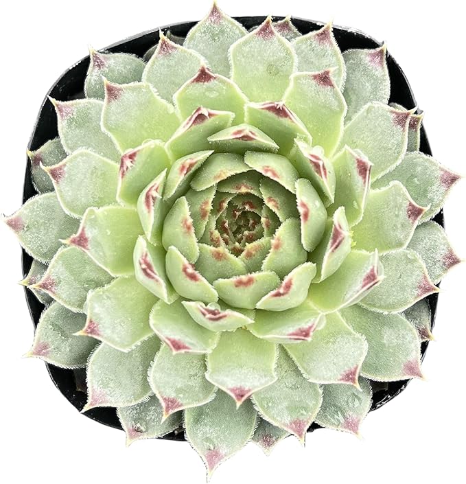 Sprout N Green Sempervivium calcareum, 1 Live Succulent Plant Fully Rooted in 2" Pot, House Plant for Indoor Outdoor Home Office Wedding Decoration DIY Project Party Favor