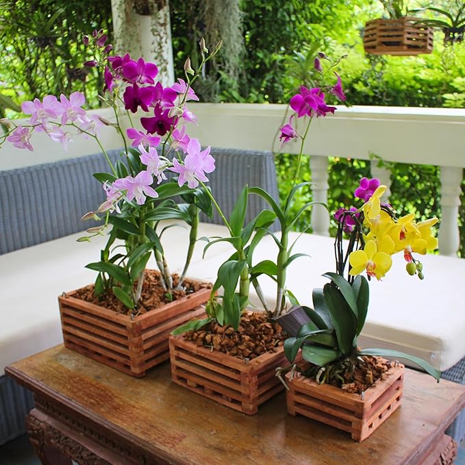 Set of 3 Strong Wooden Orchid Baskets with Hangers, Vanda Baskets for Outside
