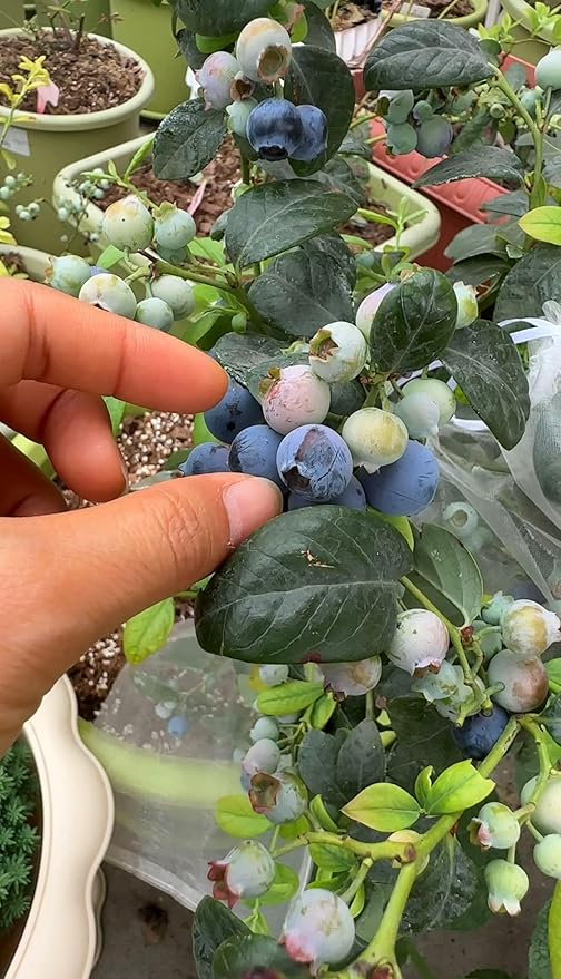 Blueberry Seeds for Planting 200 Pcs