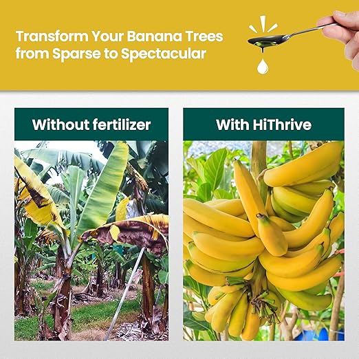 32oz Plant Food for Banana Trees Live Plants - Makes 32 Gallons of Banana Tree Fertilizer for Fruit Trees Live Plants - Promotes Lush Growth, Strong Roots, Abundant Harvest & Sweet Fruits