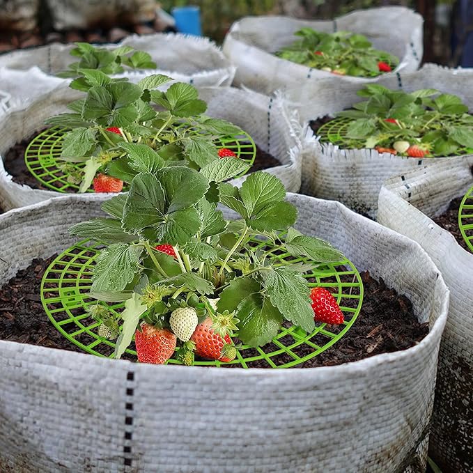 Iceyyyy 6 Pack Strawberry Plant Supports-Strawberry Growing Rack with 4 Legs-Strawberry Stand Holder Bracket for Strawberry Growing Protection Keeping Berries Clean