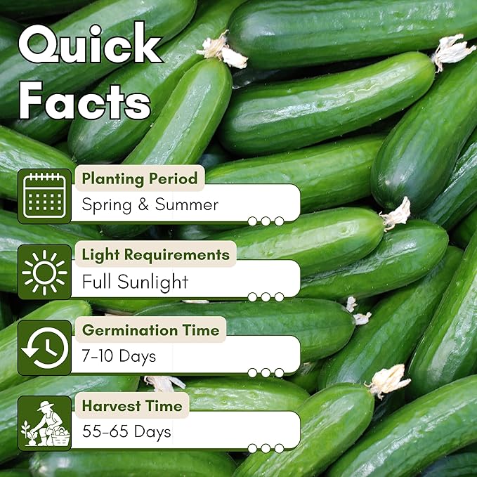 Straight Eight Cucumber Seeds for Planting - Heirloom, Non-GMO Slicing Cucumber Seeds for Outdoor Gardens, Crisp Straight Cucumbers for Fresh Eating | Woods Creek Seeds