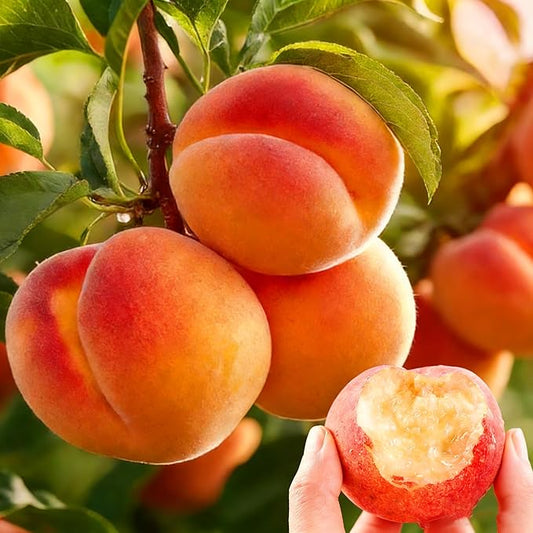 Organic Dwarf Peach Seeds for Planting Outdoor, 5pcs Perennial Organic Peachs Fruit Tree Seeds Sweet Edible Plants, Non-GMO Heirloom Sweet Juicy Fruits Plants in Your Home Garden