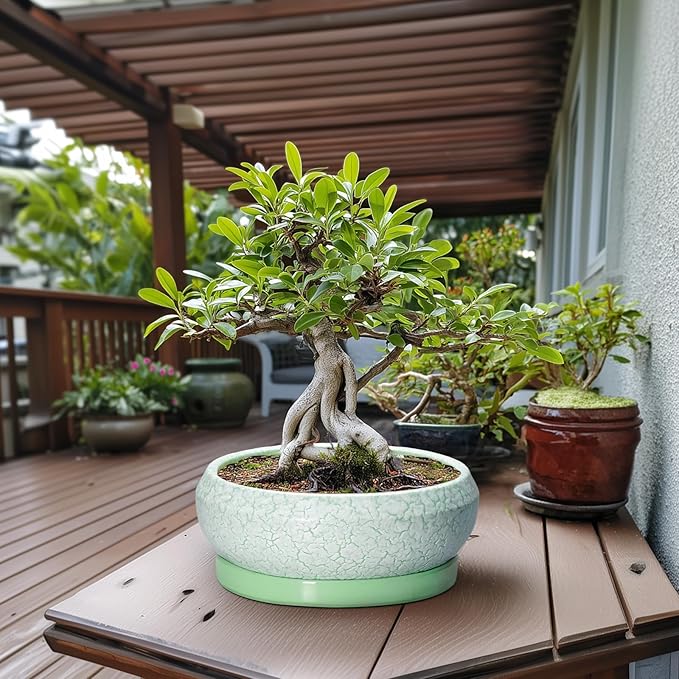 EPFamily Bonsai Pots - 13 Inch Ceramic Succulent Pots for Indoor Outdoor, Large Shallow Planter with Drainage Hole and Saucer, Round Flower Succulent Planter, Patio Decor, Gifts for Women, Green