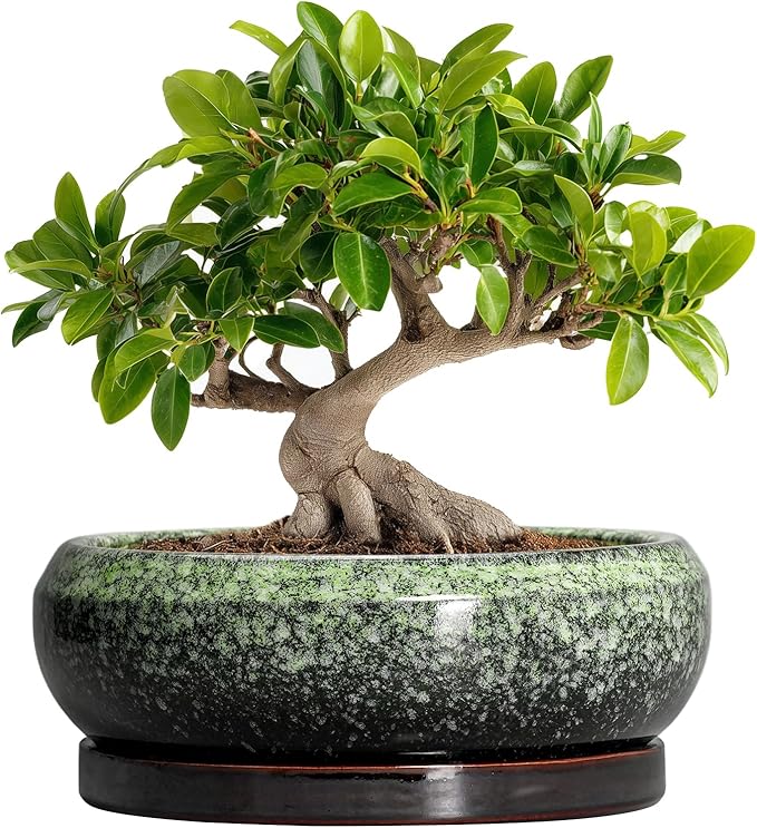 EPFamily Bonsai Pots 10 Inch - Ceramic Pots for Plants Indoor Outdoor, Succulent Pot with Drainage Hole and Saucer, Large Bonsai Planter, Round Shallow Planter, Office Decor, Gardening Gift, Green