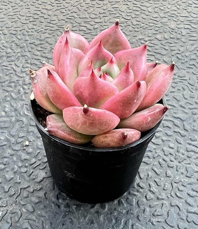Sprout N Green Echeveria 'Honey Pink', Live Rare Succulent Potted 2" Planter, Real House Plant for Party Favors Home Indoor Outdoor Garden Wedding Decoration DIY Projects