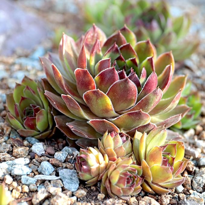 Mountain Crest Gardens Sempervivum Bulk Pack - 25 Live Cold Hardy Plants, 5 of Each Variety, Rooted in 2 Inch Pots - Real Succulents for Outdoor Projects, Landscaping & Resale