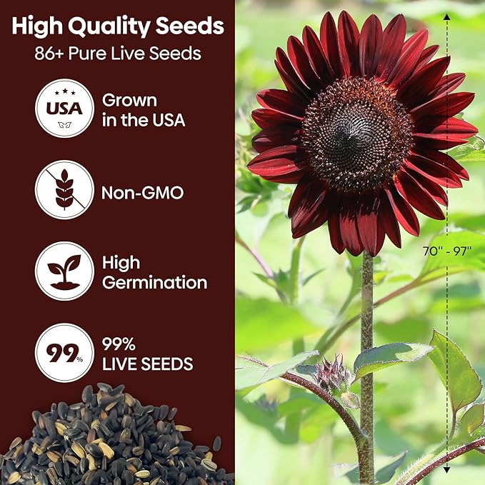 Groundio Chocolate Cherry Sunflower Seeds for Planting, 86+ Helianthus Annuus Seeds, 6-8ft Giant Non-GMO Burgundy Black Flower for Your Garden