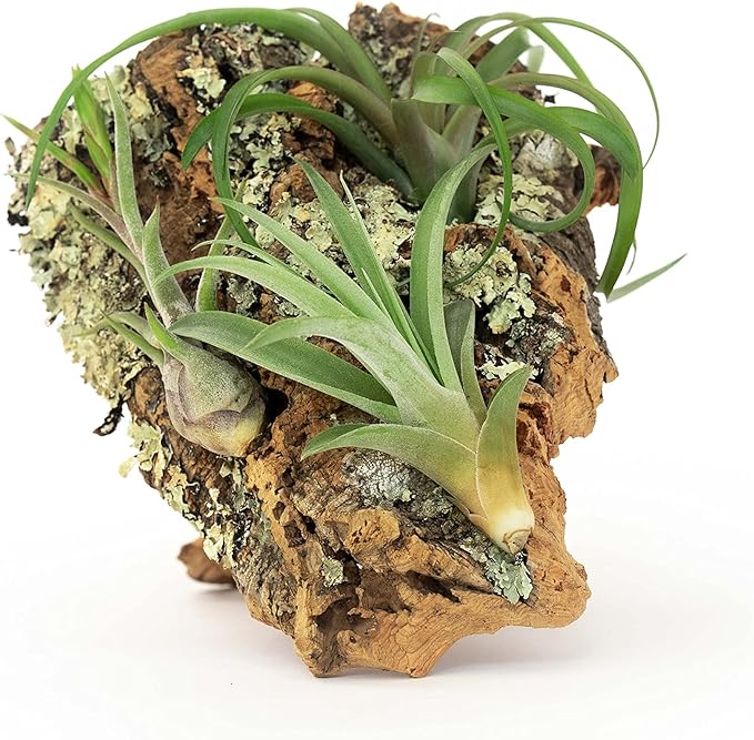 Medium Natural Cork Bark DIY Kit with Four Assorted Air Plants, Glue and Hook - Live Tillandsia Succulent House Plant - Wholesale and Bulk - Home and Garden Decor - Easy Care Indoor and Outdoor Plants