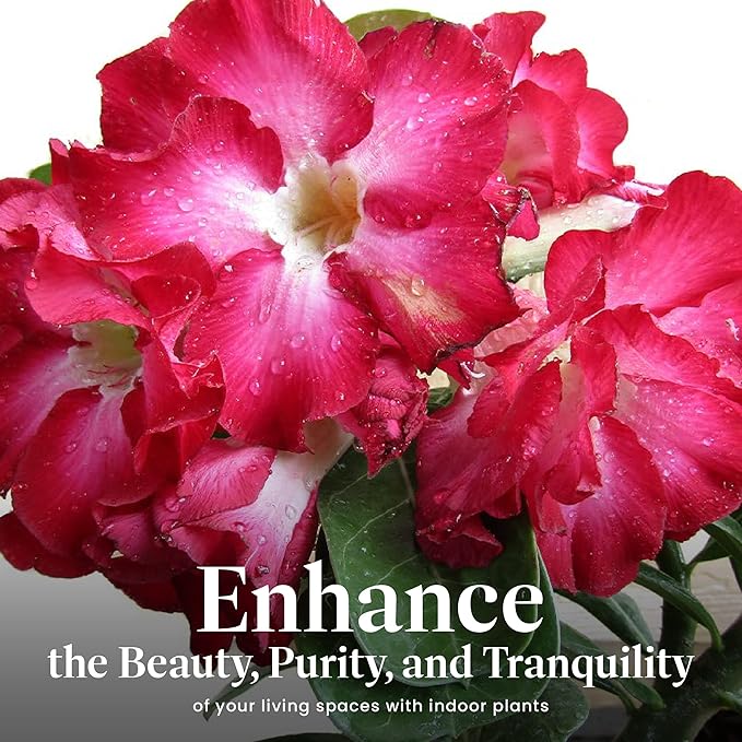 American Plant Exchange Desert Rose – Live 5-Inch Potted Flowering Succulent, Drought-Tolerant Bonsai-Style Plant for Indoor & Outdoor Gardens, Patios, and Home Décor