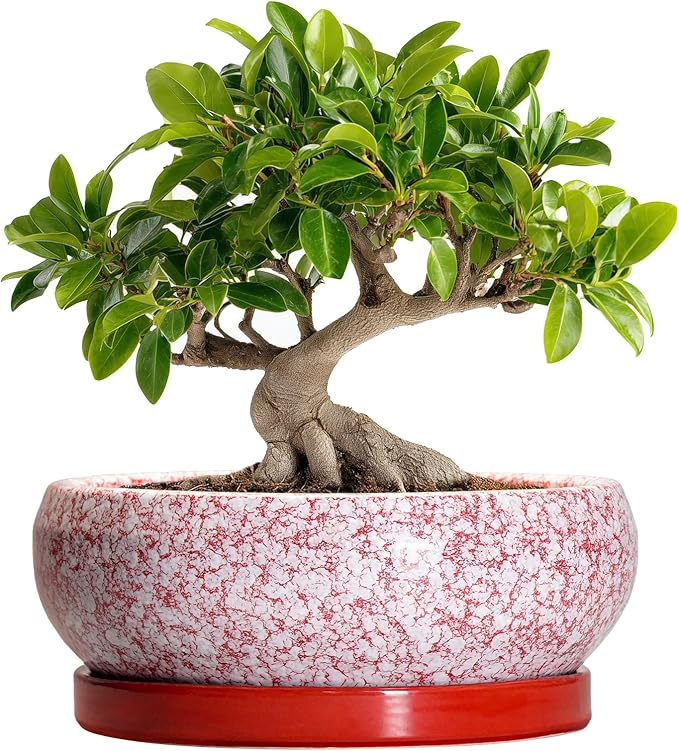 EPFamily Bonsai Pots 10 Inch - Ceramic Succulent Planters for Indoor Plants Outdoor, Succulent Pots with Drainage Hole and Tray, Round Shallow Planter, Bonsai Planter, Home Decor, Gardening Gift, Red