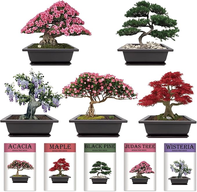 Sproutix Indoor Bonsai Garden Starter Kit, 5 Seeds Growing into Red Maple, Wisteria, Black Pine, Judas Tree, Acacia, Including Complete Gardening Planters & A Wooden Box, Christmas Gifts for Women