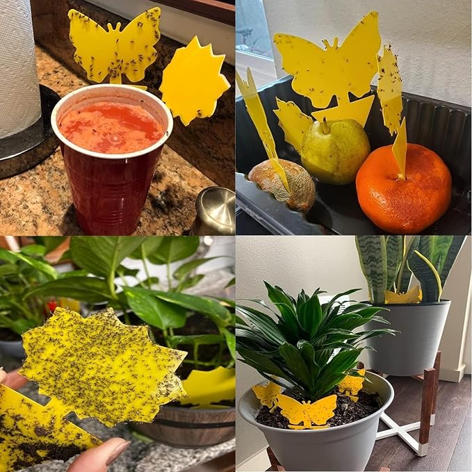 36 Pack Fruit Fly Traps for Indoors, Gnat Traps for House Indoor, Sticky Traps Fungus Gnats Killer for Mosquito and Flying Insects, Bug Pest Insect Catcher Killer for Houseplant