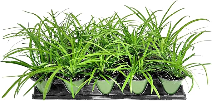 Liriope Big Blue | 5 Live 4 Inch Plants | Liriope muscari | Lavender Blue Flowers | Evergreen Ground Cover for Shade | Landscape Borders for Walkways and Beds
