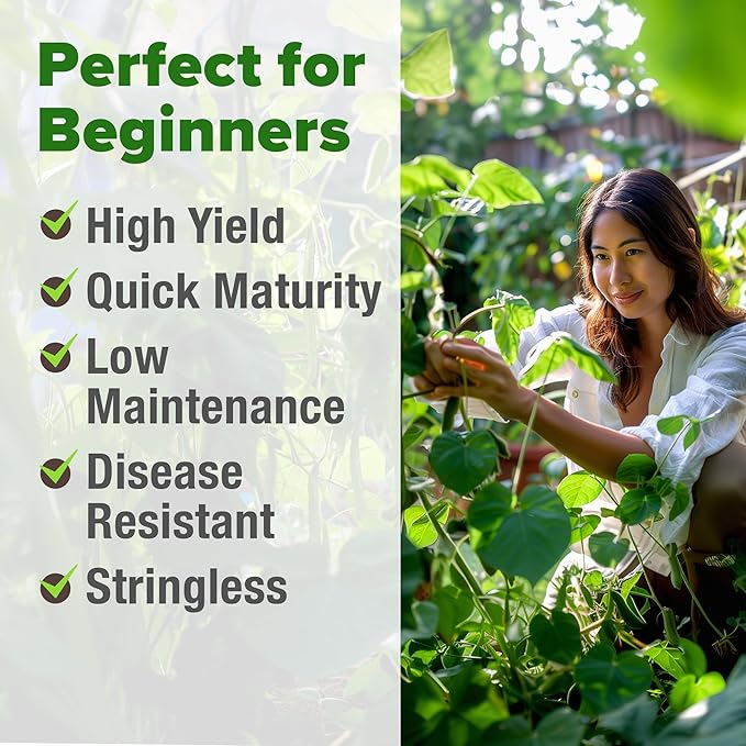 HOME GROWN Contender Bush Seeds - 56 Non GMO Heirloom Green Beans for Planting - Emergency Food Supply (Phaseolus vulgaris)