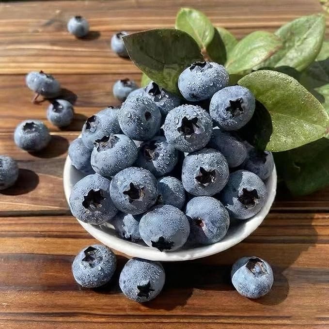 Blueberry Bush Seeds for Planting, 500+ Blueberry Fruit Seed, Non-GMO Fruit Seeds for Small Garden Border, Home Outdoor