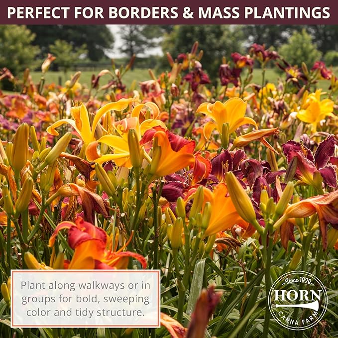 Prairie Blue Eyes Daylily Flower Bulbs – Lavender-Purple Blooms with Blue Eye – Hardy, Drought-Tolerant Perennial for Pollinator Gardens (Zones 3–9) Fall Planting Spring Blooming