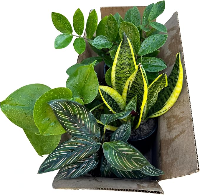 PLANTVERS Set of 4 Assorted Indoor Plants in 4" Grow Pots – Live Houseplants – Easy Care Houseplants - Low Light & Air Purifying Decorative Plants