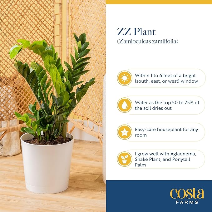 Costa Farms ZZ Live Plant in Decorative Pot, Easy to Maintain, Air Purifying Indoor Houseplant, Perfect for Home, Room, or Office Decor, Great House Warming or Birthday Gift, 12-20 Inches Tall