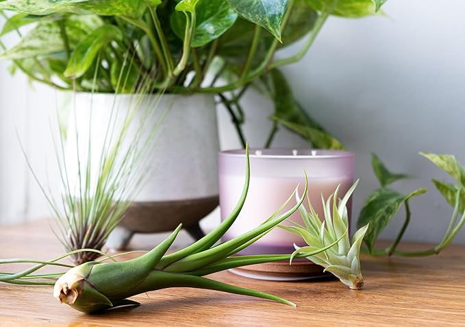 Air Plant Low Light House Plants Box (8PK) Tillandsia Air Plants Live Houseplants Live Indoor Plants Live Succulents Plants Live Terrarium Plants Live, Air Plant Holder Airplant Kit by Plants for Pets