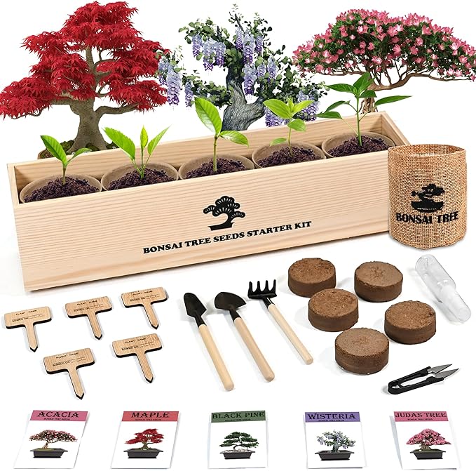 Sproutix Indoor Bonsai Garden Starter Kit, 5 Seeds Growing into Red Maple, Wisteria, Black Pine, Judas Tree, Acacia, Including Complete Gardening Planters & A Wooden Box, Christmas Gifts for Women