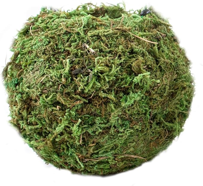 SuperMoss (29348) Kokedama Planter, 6", Fresh Green
