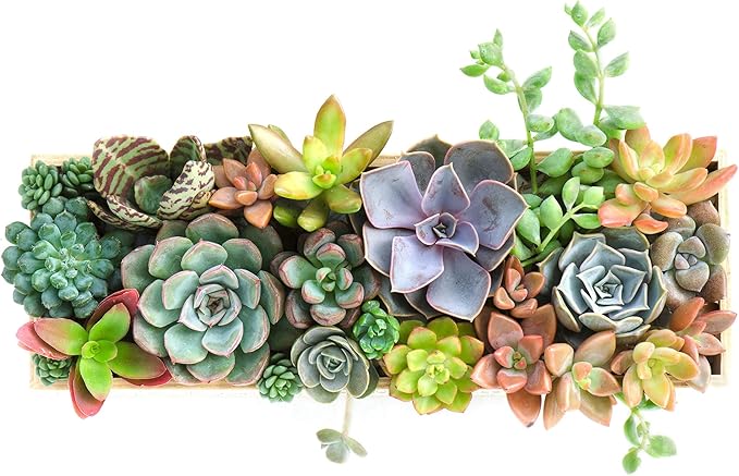 Mountain Crest Gardens Ultimate Succulent Variety Pack - 50 Unique Live Plants, Many Types, Rooted in 2 inch Pots - Indoor/Outdoor Real Succulents for Garden Decor, Favors, DIY Arrangements