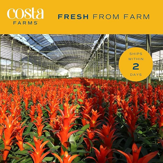 Costa Farms Bromeliad Live Plant, Live Indoor Flowering Plant, Houseplant Potted in Eco-Friendly Washable Paper Planter with Potting Soil Mix, Tabletop Room Decor, Grower's Choice, 12-Inches Tall