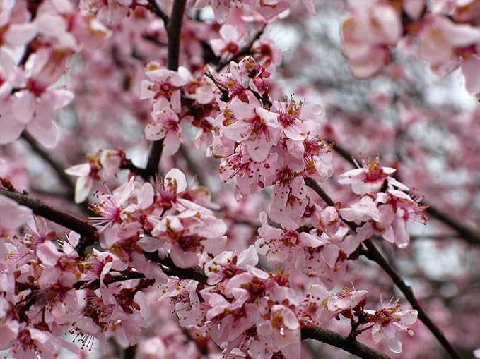 Red June Plum - A Gift That Keeps Giving - Self Pollinating Live Fruit Tree Shipped 2 to 3 Feet Tall by DAS Farms