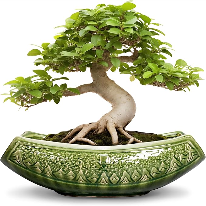 Teagas Bonsai Planter 18 Inch - Large Ceramic Succulent Pots with Drainage Hole, Bonsai Pots for Indoor Outdoor Plant, Ceramic Flower Pot, Decorative Plant Pot, Garden Decor, Housewarming Gift, Green