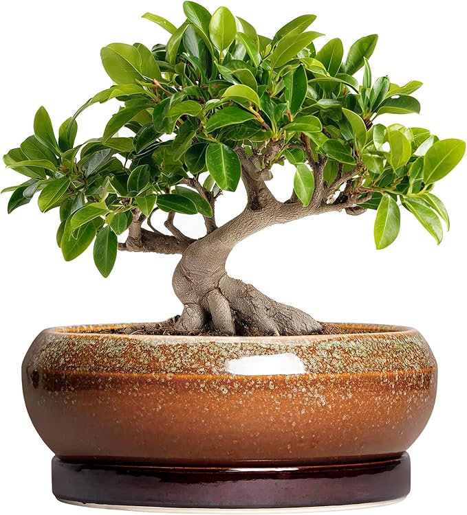 EPFamily Bonsai Pots - 10 Inch Ceramic Succulent Pots with Drainage Hole and Saucer, Bonsai Planter for Indoor Outdoor, Large Shallow Planter Bowl, Office Decor, Gifts for Plant Lovers, Retro Brown