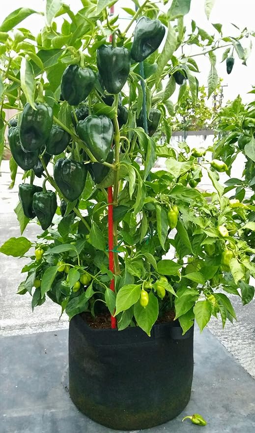 RootEase Garden Planting Aeration Fabric Container, Heavy Duty Durable Fabric Grow Pots, Perfect Harvest Planter, Raised Bed, Best Root Treatment Eco-Friendly Grow Bags (5 Gallon, Green)