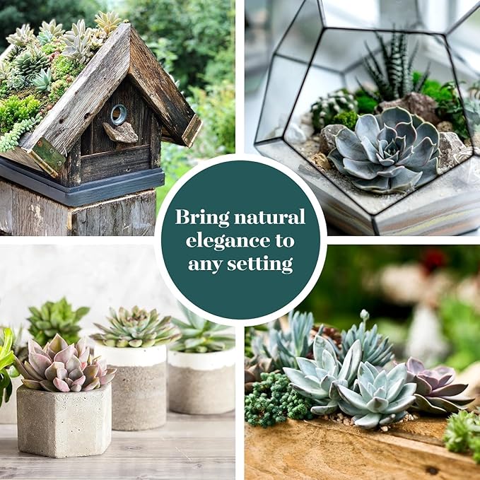 Shop Succulents Echeveria & Rosette Live Succulent Variety Pack – Fully Rooted 2" Potted Plants for Gifts, Favors, DIY Projects, Terrariums, Home Décor, and Garden Arrangements, 100 Pack