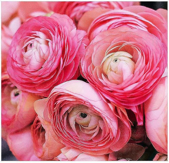 Purple Aviv Peony Ranunculus - 12 Largest Size Corms, Premium Ranunculus Bulbs, Vibrant Purple Flowers, Ideal for Garden Beds, Stunning Peony-Like Blooms