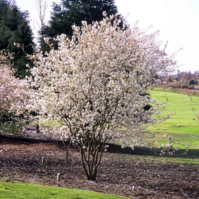 Serviceberry Trees Live Plants, Edible Blueberry Fruits, Service Berry Bush, 12"-18