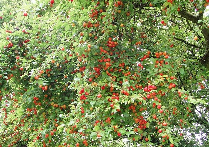 Red June Plum - A Gift That Keeps Giving - Self Pollinating Live Fruit Tree Shipped 2 to 3 Feet Tall by DAS Farms