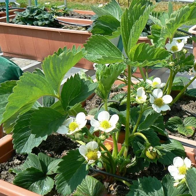 200 Strawberry Seeds – Sweet Red Garden Strawberry for Home Planting, Outdoor & Container Growing