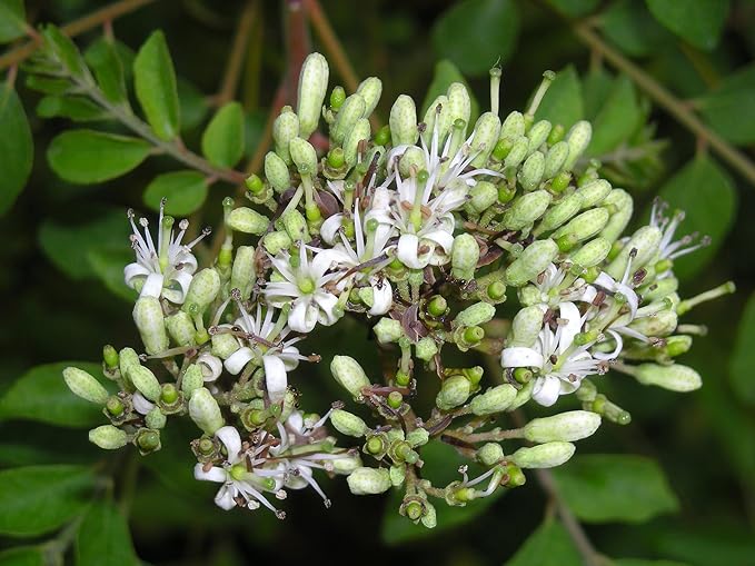 Curry Leaf Plant. Live Plant. Fragrant, Beautiful, Edible. Easy Grow. Indian Cooking Must Have. Murraya Koenigii. (2 Sacs)