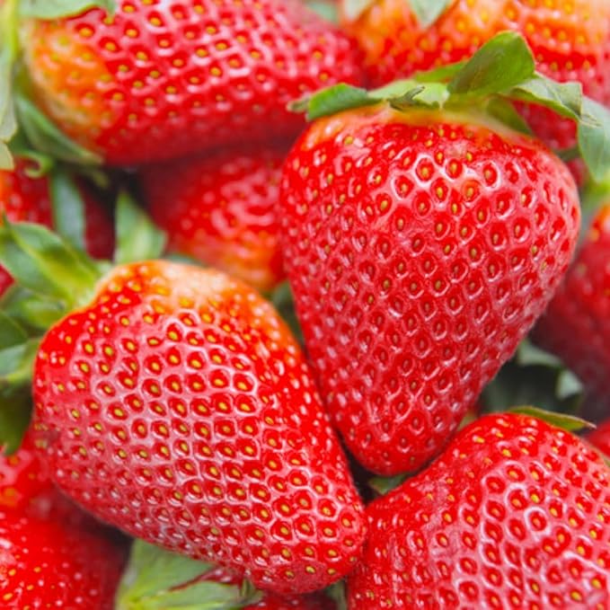 1500+ Mix Fruit Tree Seeds for Planting, 400 Strawberry 200 Blueberry 300 Raspberry 300 Mulberry 200 Cranberry 20 Cherry, 6 Variety Individual Packs Organic Fruit Seeds