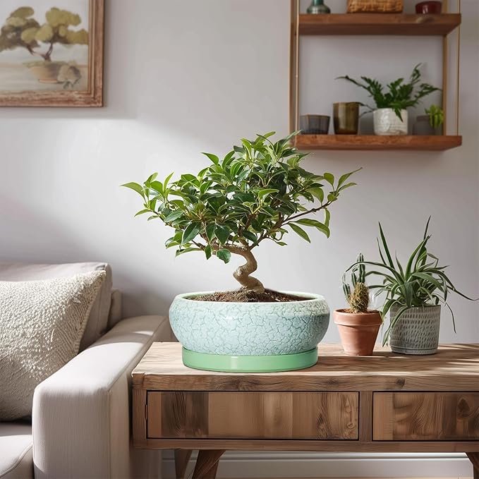 EPFamily Bonsai Pots Ceramic - 8 Inch Succulent Pots Indoor Outdoor, Shallow Planters with Drainage Hole and Tray, Ceramic Planter Bowl, Round Planter, Apartment Decor, Gifts for Plant Lovers, Green