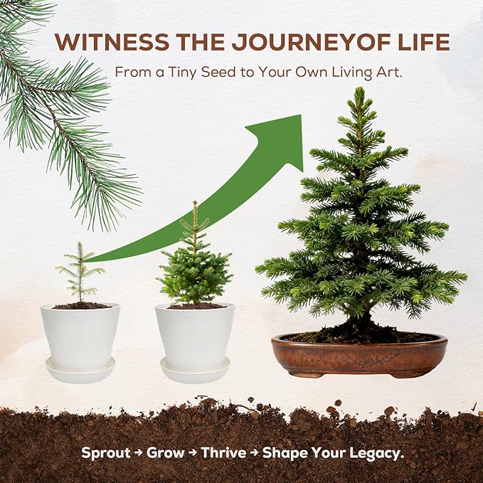 Jacaranda Bonsai Starter Kit – Complete DIY Indoor Growing Kit with Tools, Planter & Guide | Unique Gardening Gifts for Beginners, Women, Men, Mom & Dad | Live Plant Craft Hobby Set