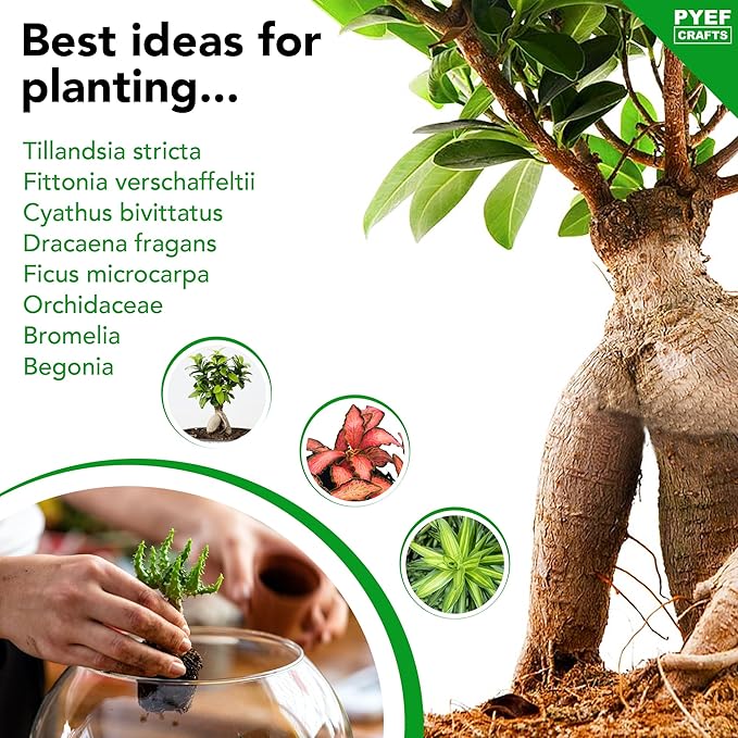 PYEF CRAFTS DIY Terrarium Kit for Adults – Build Your Own Self‑Sustaining Closed Ecosystem – 34 fl oz (1‑Liter) Glass Terrarium – Succulents, Air Plants, Fittonia, Fern – Plants Not Included