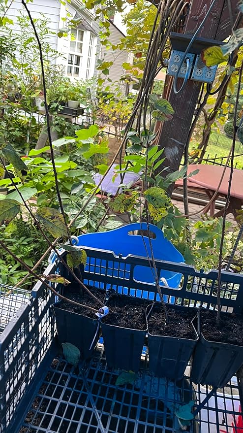 8-16” Tall Nanking Red Bush Cherry 1 Year Old Plant Prunus Tomentosa Cheropugy
