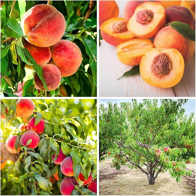 5+ Organic Peach Fruit Tree Seeds for Planting-Peaches Seeds Made in USA Seed Non-GMO Heirloom for Garden Outdoor