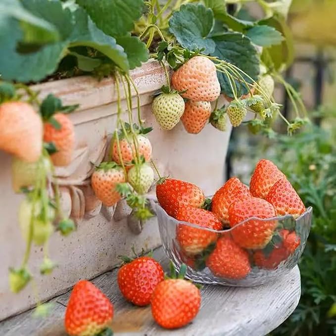 1000+pcs Mixed Berry Seeds Kit for Planting (Grapes, Strawberries, Blueberries, Raspberries Seed Pack), Non-GMO Perennial Fruits Seeds, Home Garden Plants for Outdoors