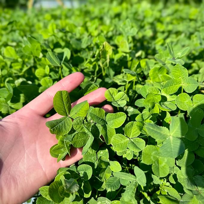 Whitetail Hill Clover Food Plot Seed for Deer and Turkeys, 1/2 Acre or 3 Acre, 5 Types of Clover, Perennial Blend, Cold Hardy, Drought Tolerant, Highly Palatable (1/2 Acre (3.5lbs))