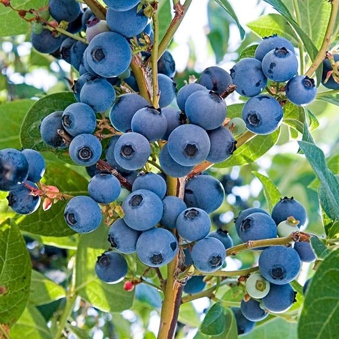 1500+ Mix Fruit Tree Seeds for Planting, 400 Strawberry 200 Blueberry 300 Raspberry 300 Mulberry 200 Cranberry 20 Cherry, 6 Variety Individual Packs Organic Fruit Seeds