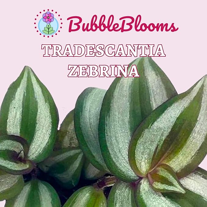 Wandering Jew, Tradescantia zebrina Bosse, Limited, in a 2 inch Pot Super Cute