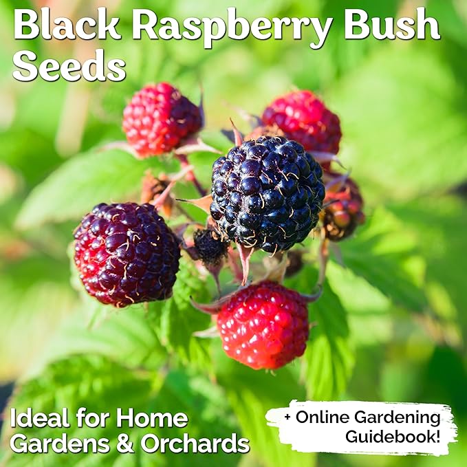 KVITER 50 Black Raspberry Seeds (Rubus Occidentalis) – Organic Raspberries Heirloom Seeds, Non GMO Blackcap Berries Perennial Bush Seeds – Perfect Fruit Seeds for Planting in Any Outdoor Garden